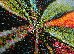 Kolibri 2.00x3.00 (11563/140) | mycarpet.com.ua