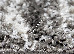 Domino 1.60x2.20 (8718/619) | mycarpet.com.ua