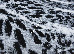 Kolibri 1.60x2.30 (11301/190) | mycarpet.com.ua