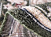 Lotos 1.50x1.50 (519/130) o | mycarpet.com.ua