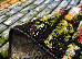 Kolibri 2.00x3.00 (11244/180) | mycarpet.com.ua