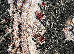 Lotos 1.60x2.30 (15002/310) | mycarpet.com.ua
