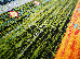 Kolibri 2.00x3.00 (11130/130) | mycarpet.com.ua