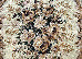 Gold 0.80x1.50 (235/123) | mycarpet.com.ua