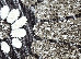 Ghali 0.66х1.05 (5104/83813a-brown) | mycarpet.com.ua