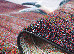Kolibri 1.60x2.30 (11178/198) | mycarpet.com.ua
