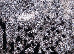 Mila 2.00x3.00 (35205/169) | mycarpet.com.ua