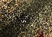 Lotos 1.60x2.30 (15086/130) | mycarpet.com.ua