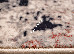 Anny (runner) 1.95 (33016/106) | mycarpet.com.ua