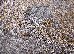 Fayno 2.00x3.00 (7147/123) | mycarpet.com.ua