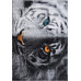 Kolibri 2.00x3.00 (11183/190) | mycarpet.com.ua