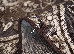 Ghali 1.50х2.30 (5105/83813-brown) | mycarpet.com.ua