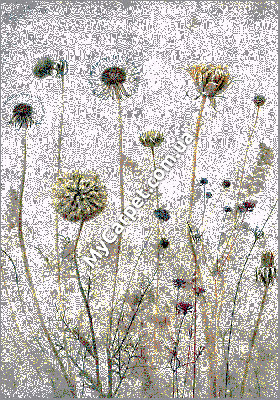 Kolibri 1.60x2.30 (11656/195) | mycarpet.com.ua