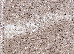 Fayno 1.60x2.30 (7121/110) | mycarpet.com.ua