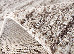 Fantasy 1.60x2.30 (12631/13) | mycarpet.com.ua
