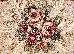 Lotos 1.50x2.30 (547/110) | mycarpet.com.ua