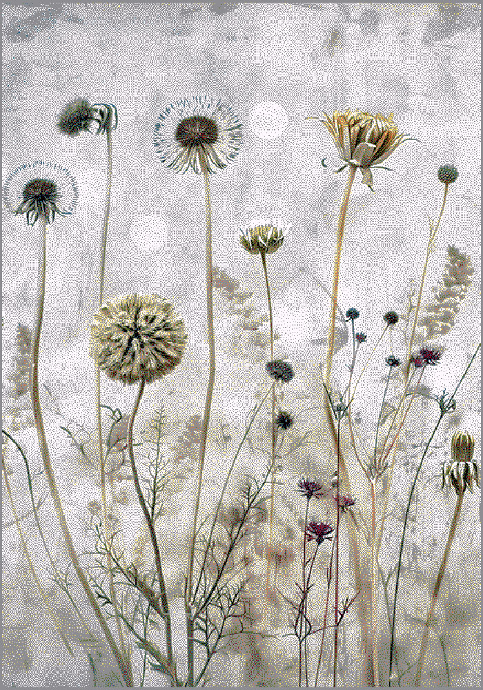 Kolibri 1.60x2.30 (11656/195)